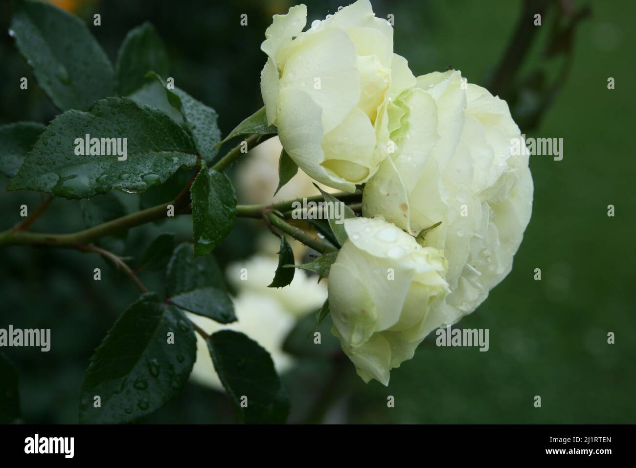 Lemon and Lime Rose Stock Photo Alamy