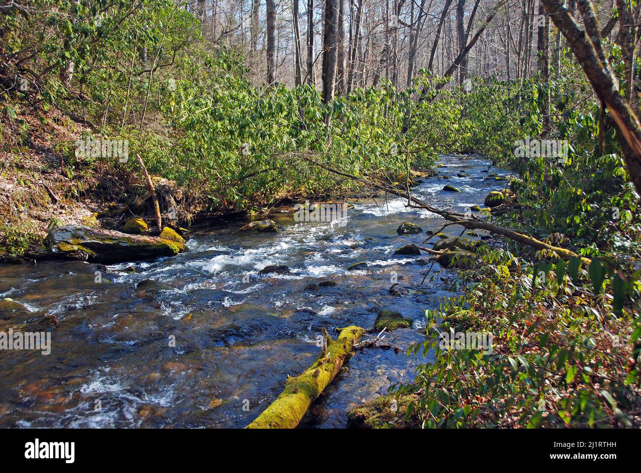 Rhododendrons Along a Mountain Stream in The Great Smoky Mountains in North Carolina Stock Photo