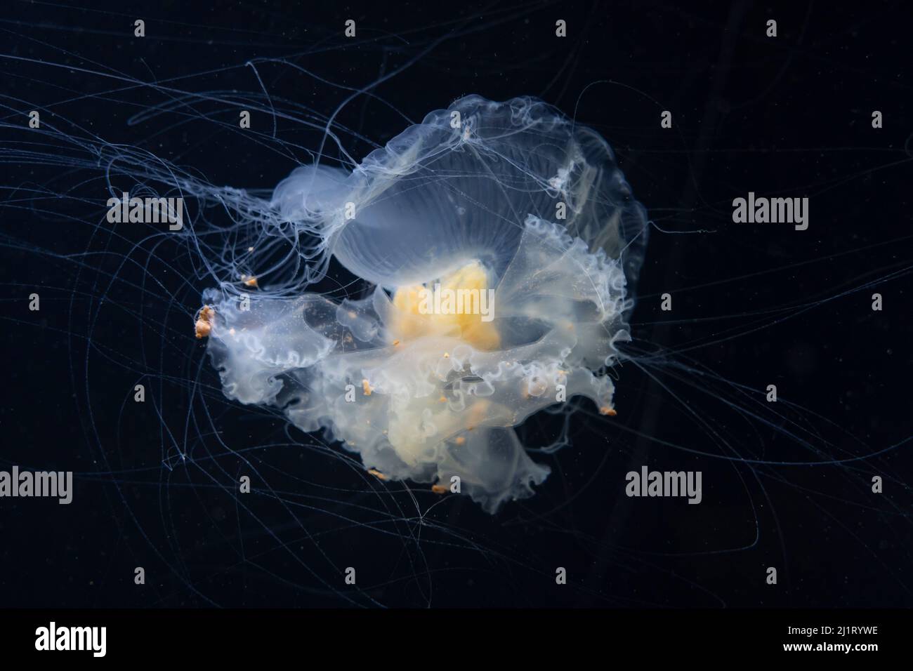 A egg-yolk jellyfish (Phacellophora camtschatica) on display at the Pacific Seas Aquarium in the Point Defiance Zoo & Aquarium in Tacoma, Washington. Stock Photo