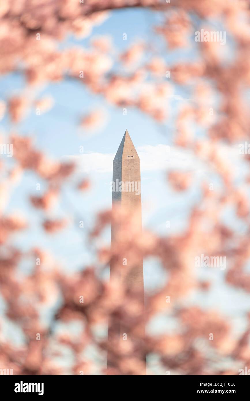 Pink cherry blossoms frame the Washington Monument in Washington DC in the morning. Stock Photo