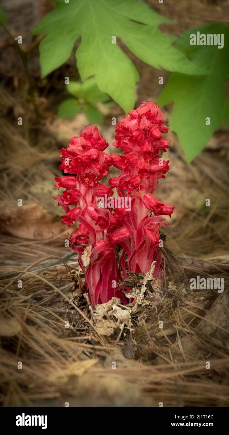 Snowflower Sarcodes sanguinea, snow flower. It is a parasitic plant that derives ...