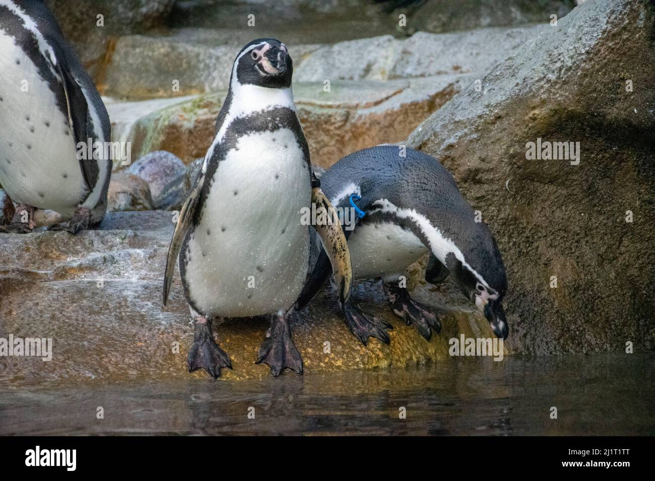 Humboldt Penquins (Spheniscus humboldti) at the Calgary, Zoo, Calgary, Alberta, Canada, February 16, 2019. Stock Photo