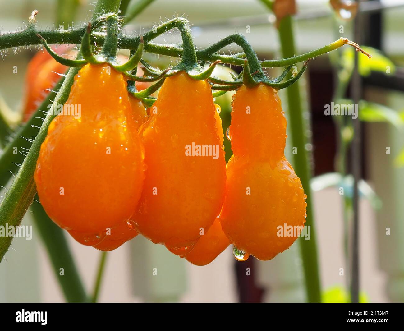 A beautiful cluster of vibrant yellow orange cherry tomatoes in the garden, glistening with rain droplets on a bright day after a summer storm. Stock Photo