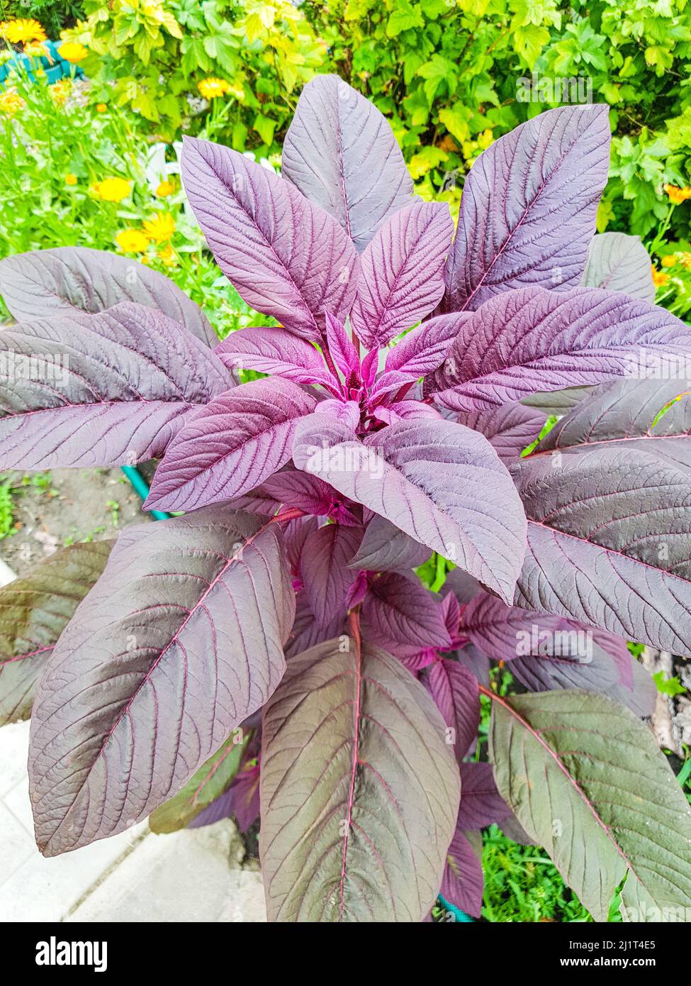 Floral background of red amaranth leaves, Phyllotaxis - arrangement of leaves. Red amaranth - Amaranthus gangeticus in the garden on the terrace. Top Stock Photo