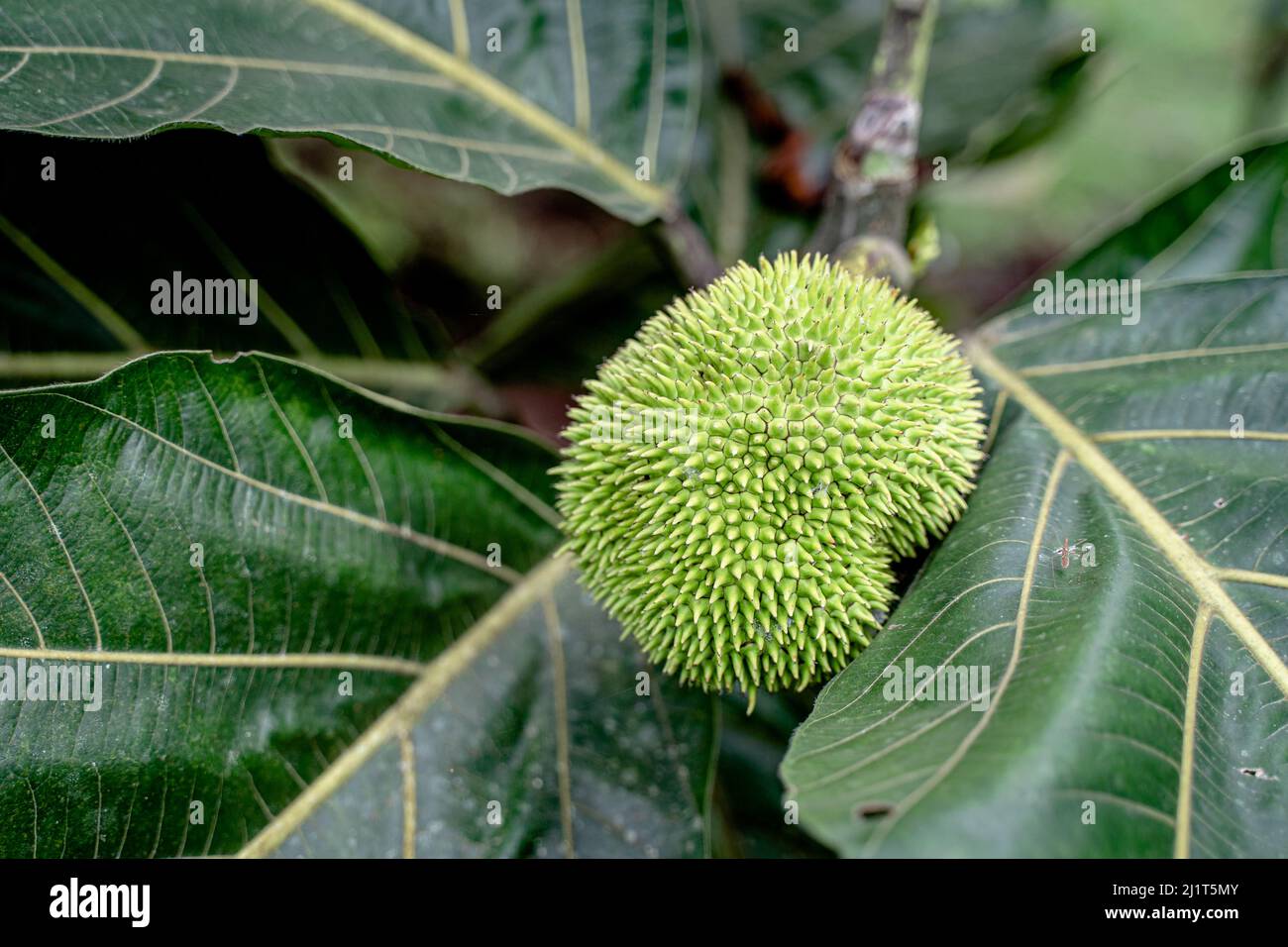 Green Jackfruit bread tree with green leaves and spiky fruit hanging on it. Stock Photo
