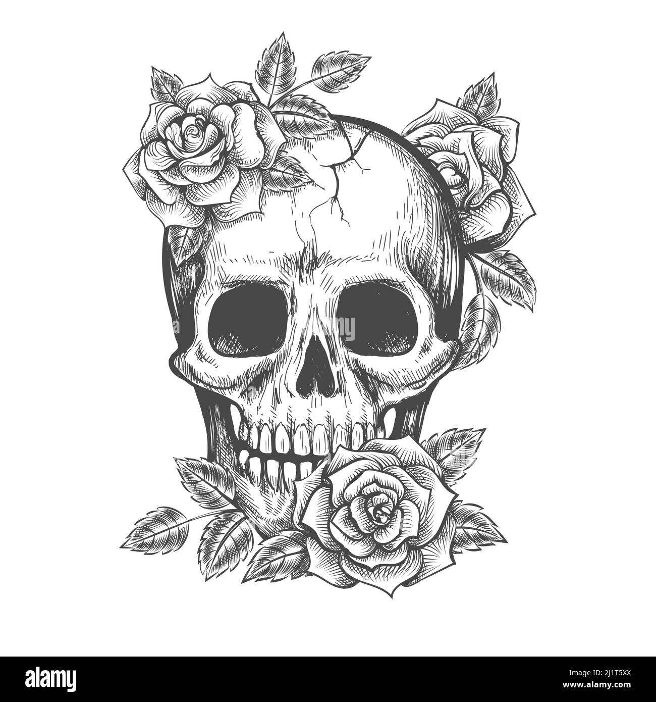 Roses skull sketch Stock Vector Image & Art - Alamy