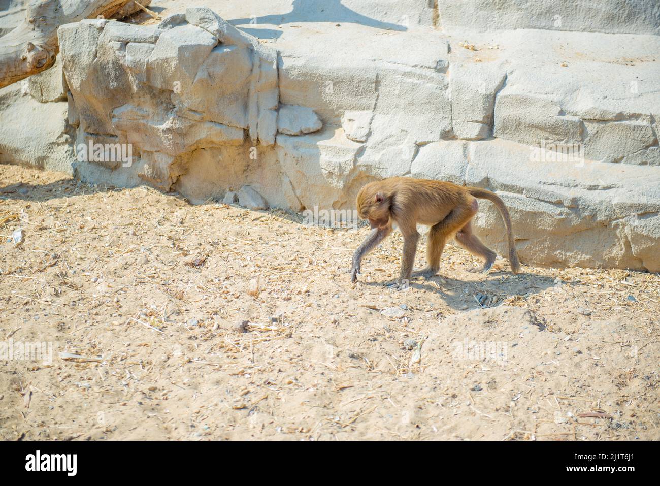 one little monkey walks around the zoo Stock Photo Alamy