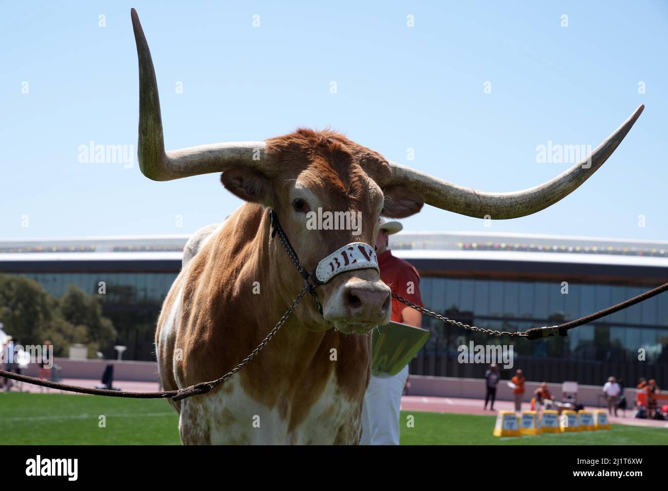 Texas Longhorns mascot Bevo XV during the 94th Clyde Littlefield Texas Relays, Saturday, Mar. 26