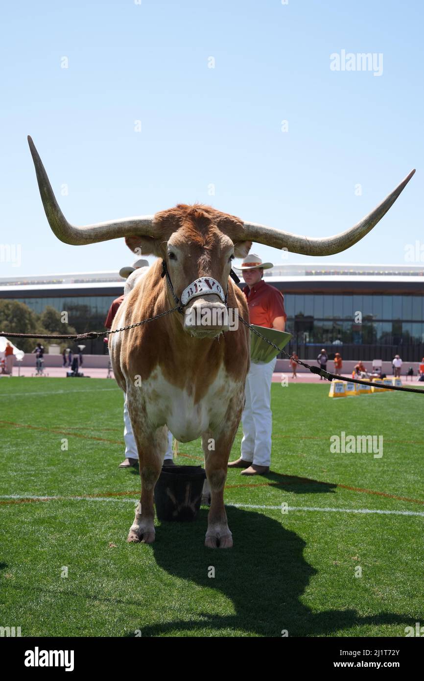 Texas Longhorns mascot Bevo XV during the 94th Clyde Littlefield Texas Relays, Saturday, Mar. 26