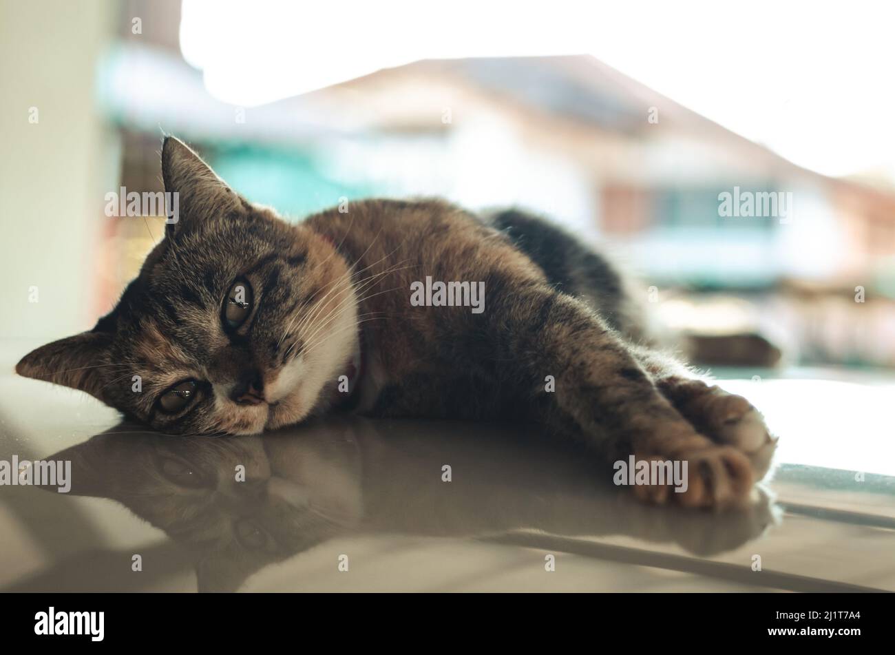 Domestic female cat lying and relaxing on car roof at the car park of the house. Stock Photo