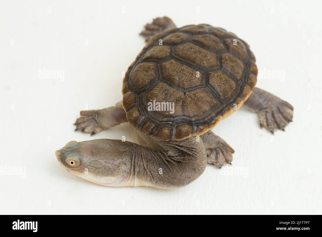 Siebenrock's snake necked turtle isolated on white background Stock Photo