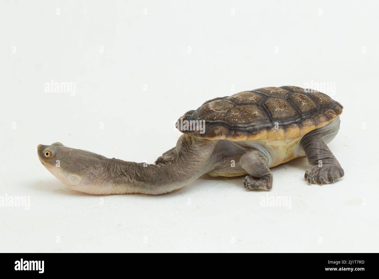 Siebenrock's snake necked turtle isolated on white background Stock Photo