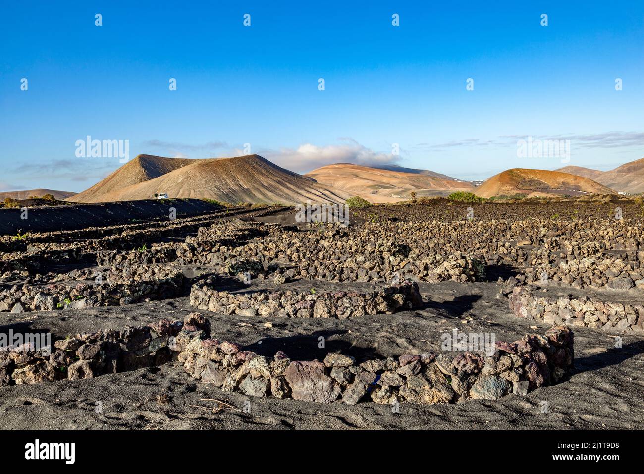 beautiful grape plants grow on volcanic soil in La Geria, Lanzarote ...