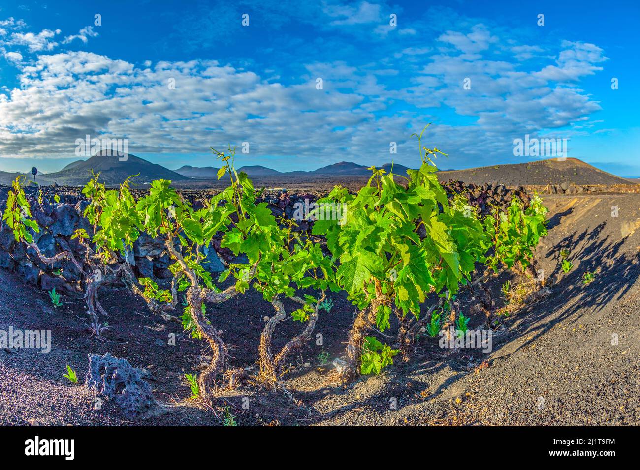 Grape plants grow in hi-res stock photography and images - Alamy
