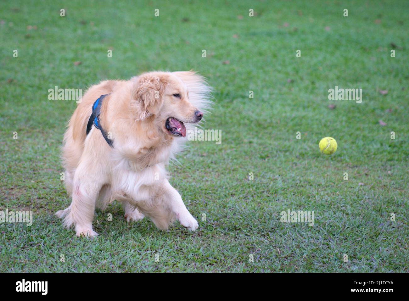 Golden retriever with tennis ball hi-res stock photography and images -  Alamy