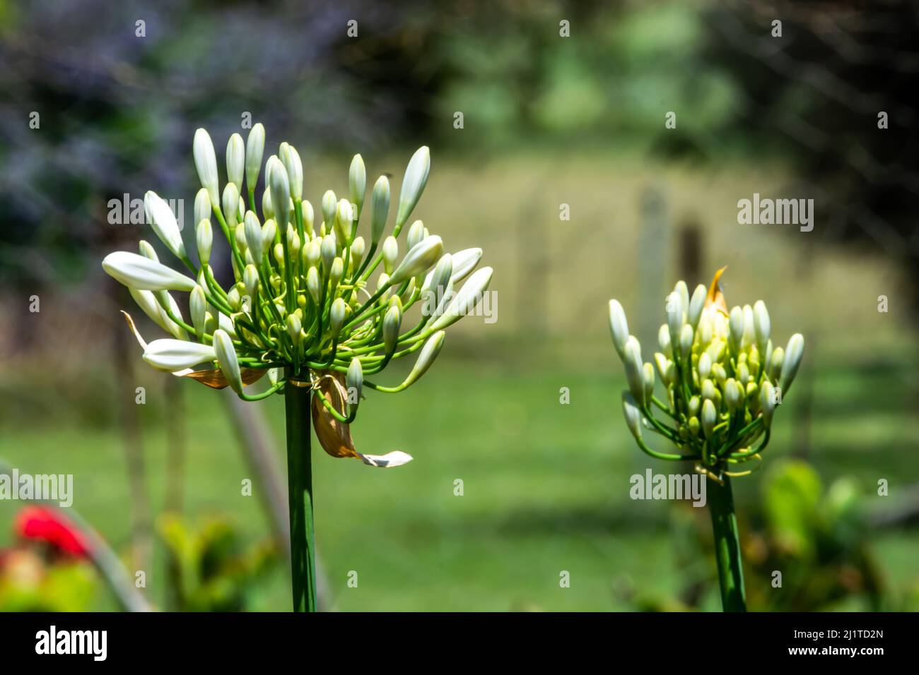 Close uo of White Agapanthus released from protective bracts with blooms yet to open. Stock Photo