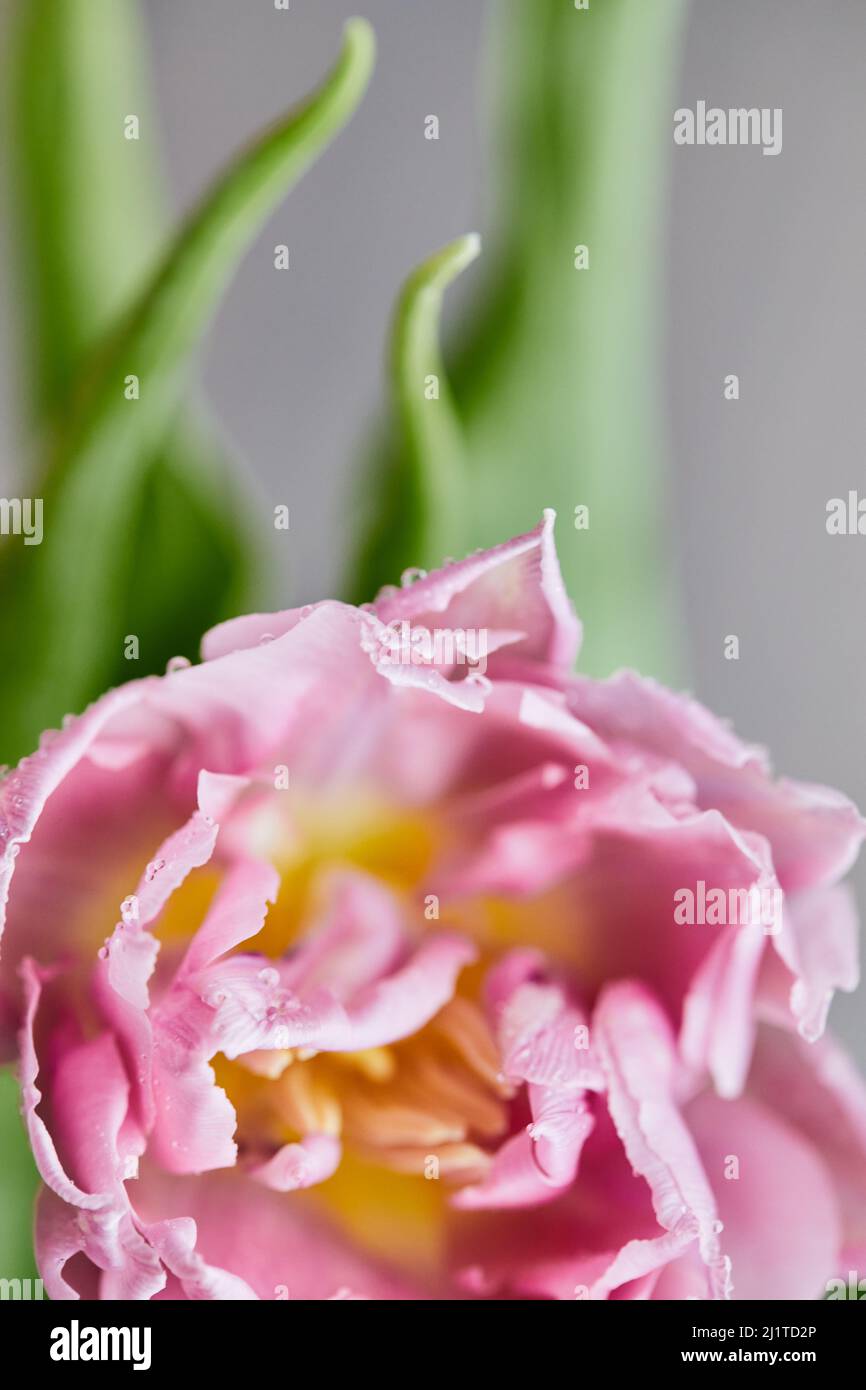 Peony-shaped tulips photo in a bouquet. Macro photo of flowers. Spring and holiday concept, gifts for March 8 international women's day. Front view. Stock Photo