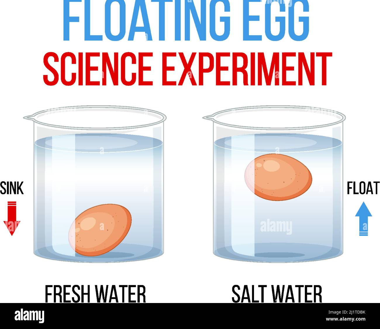 Science Experiment with floating egg illustration Stock Vector Image