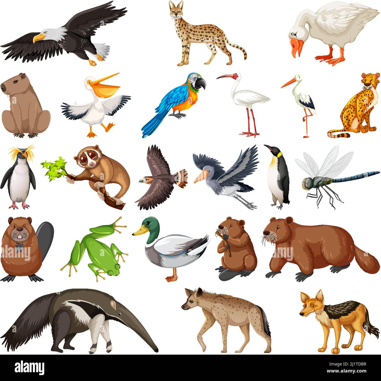Different kinds of animals collection illustration Stock Vector Image ...