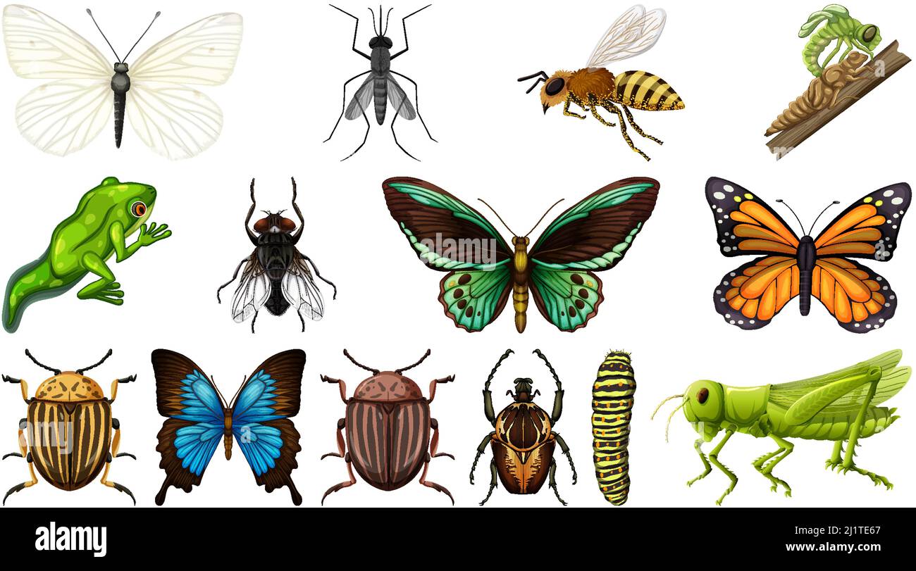 Different insects collection isolated on white background illustration ...