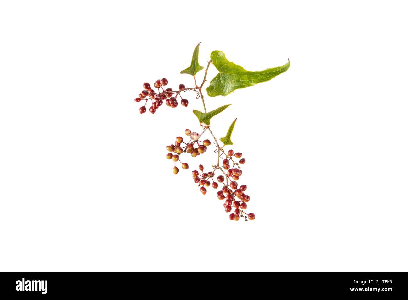 Jamaican or Honduran sarsaparilla branch with leaves and berries. Smilax ornata isolated on white Stock Photo