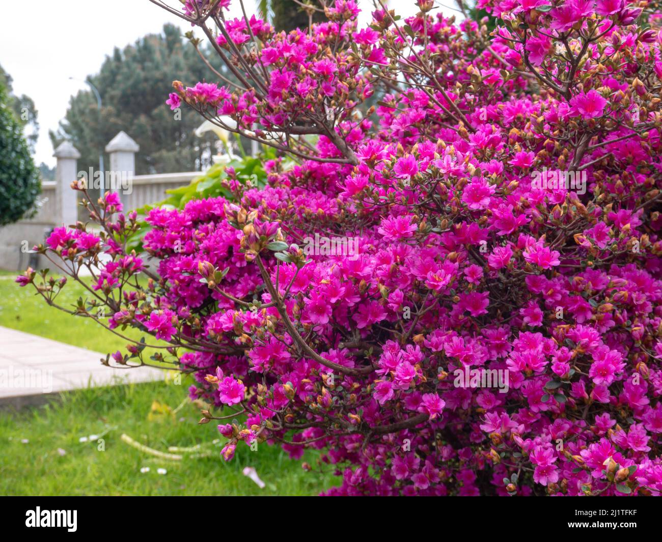 Azalea plant covered with bright pink flowers in the garden. Rhododendron tsutsusi. Stock Photo