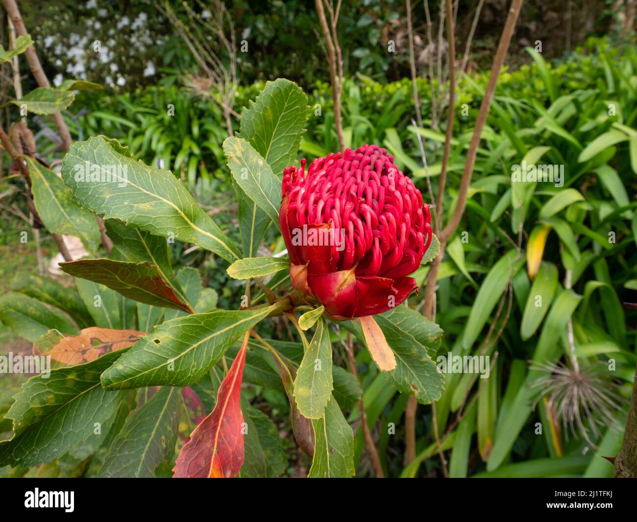 Telopea speciosissima the New South Wales waratah or simply waratah plant with red flowerhead. Stock Photo