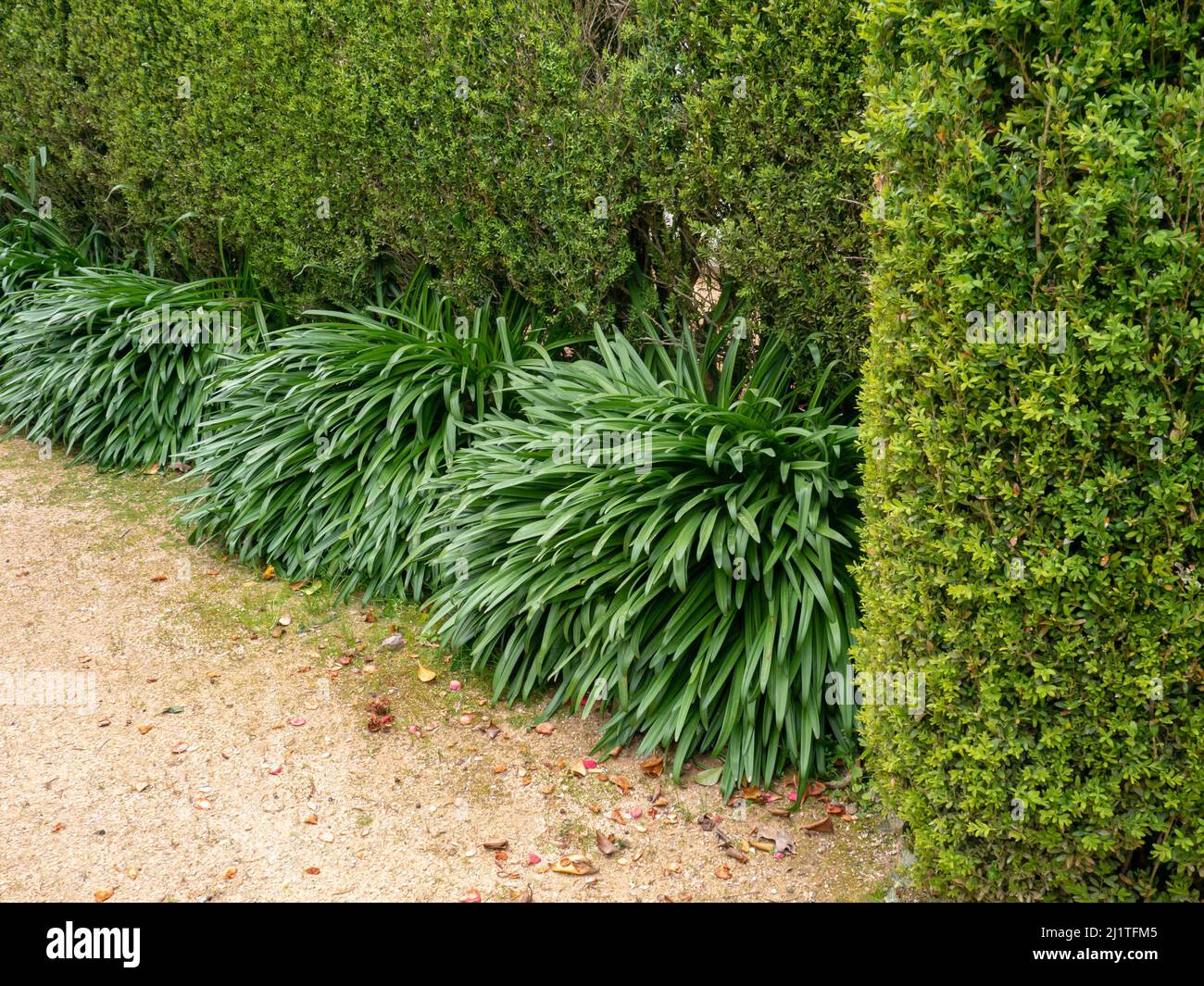 Buxus sempervirens, common box, European box or boxwood hedge and