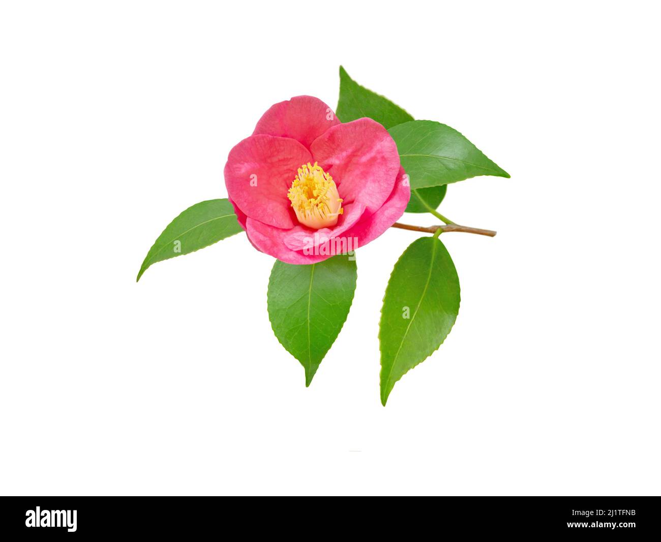 Pink camellia japonica semi-double form flower and leaves isolated on white. Japanese tsubaki. Chinese symbol of love. Stock Photo