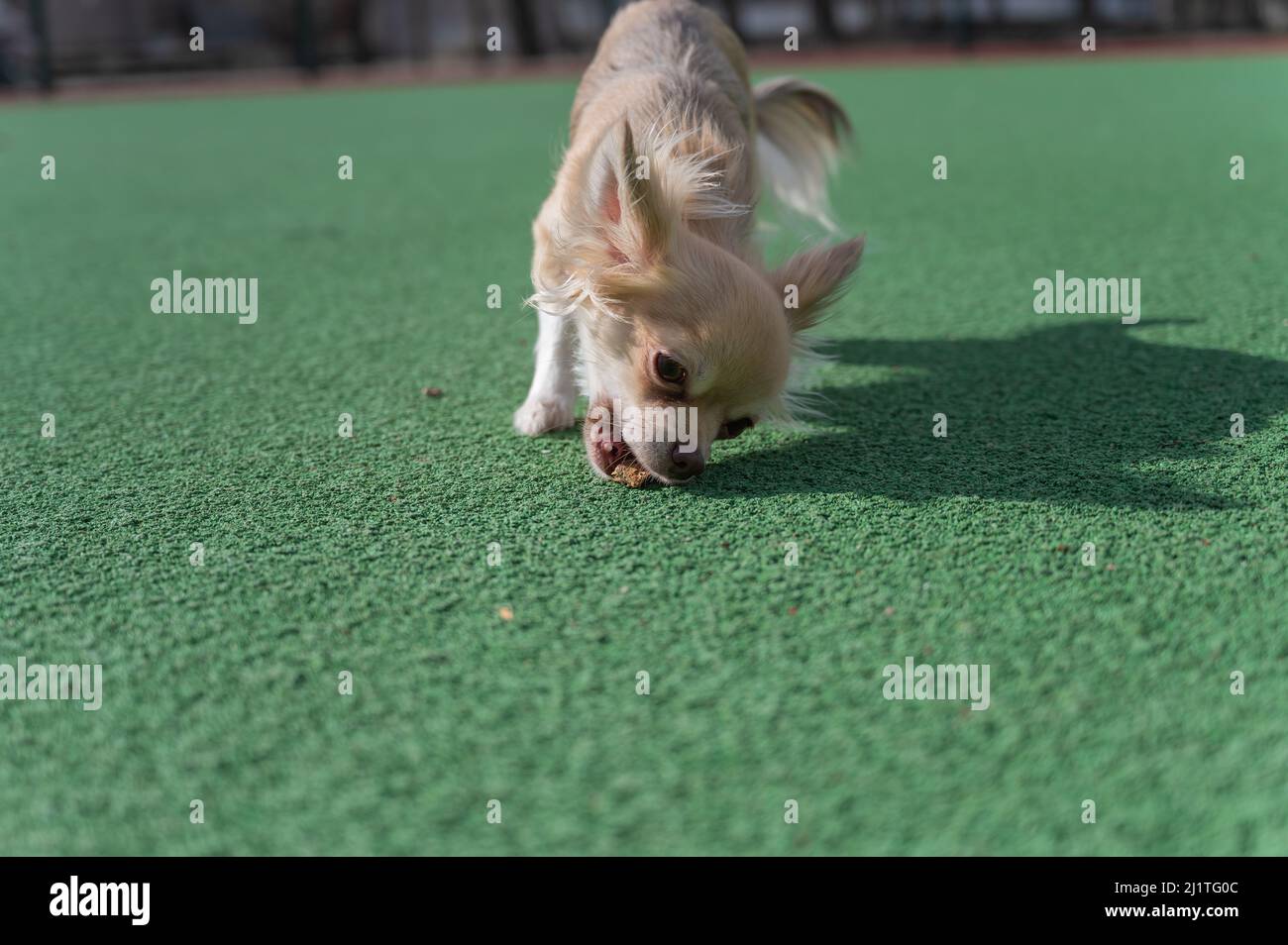 A Chihuahua dog takes a piece of treat from the green carpet outside