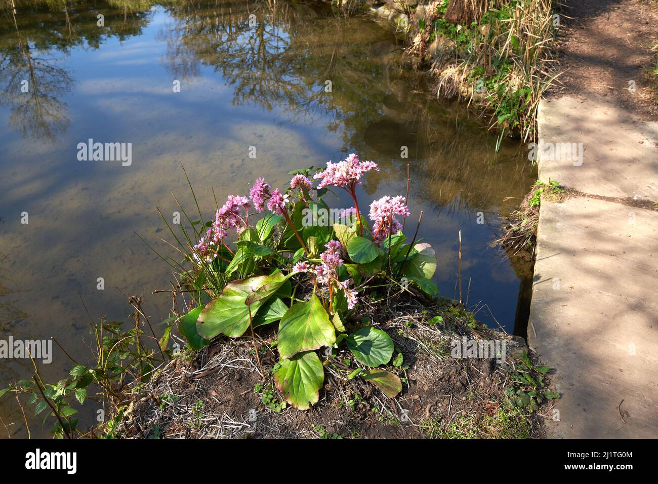 Purple flowering plant growing by a pond Stock Photo Alamy