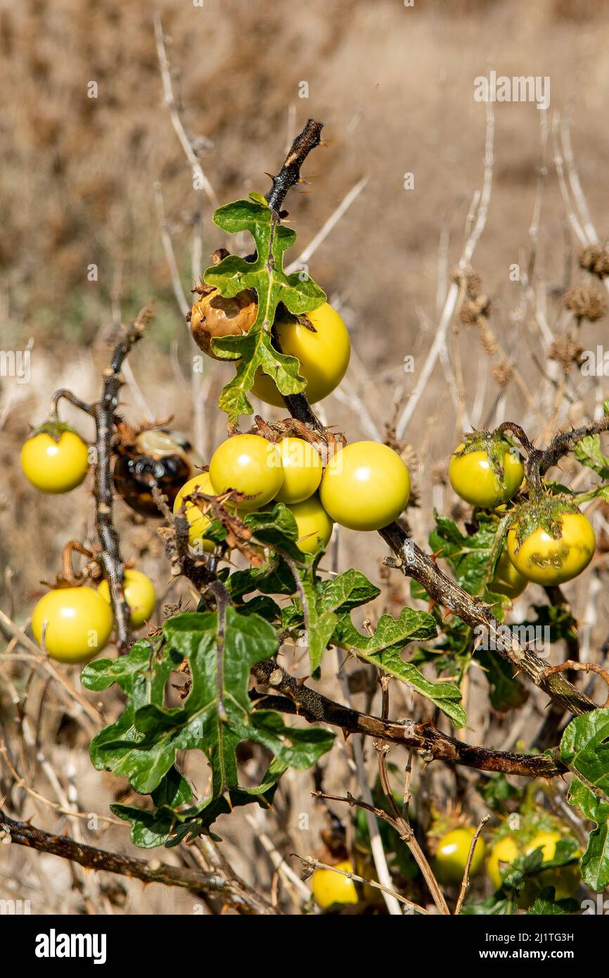 Solanum linnaeanum, Apple of Sodom Stock Photo