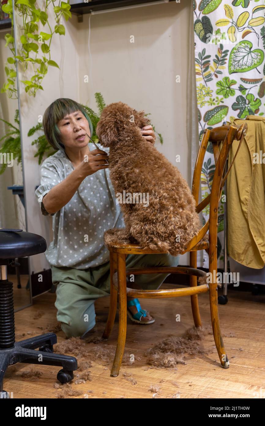Asian woman grooming pet brown poodle at her home Stock Photo