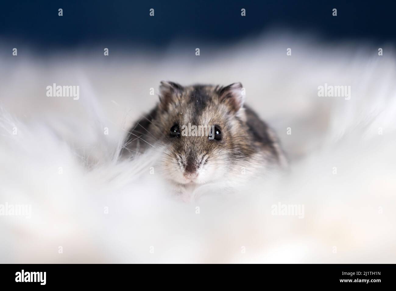 Funny hamster in fluffy white fur Stock Photo - Alamy Funny hamster in fluffy white fur Stock Photo - Alamy