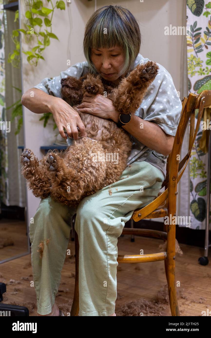 Asian woman grooming pet brown poodle at her home Stock Photo
