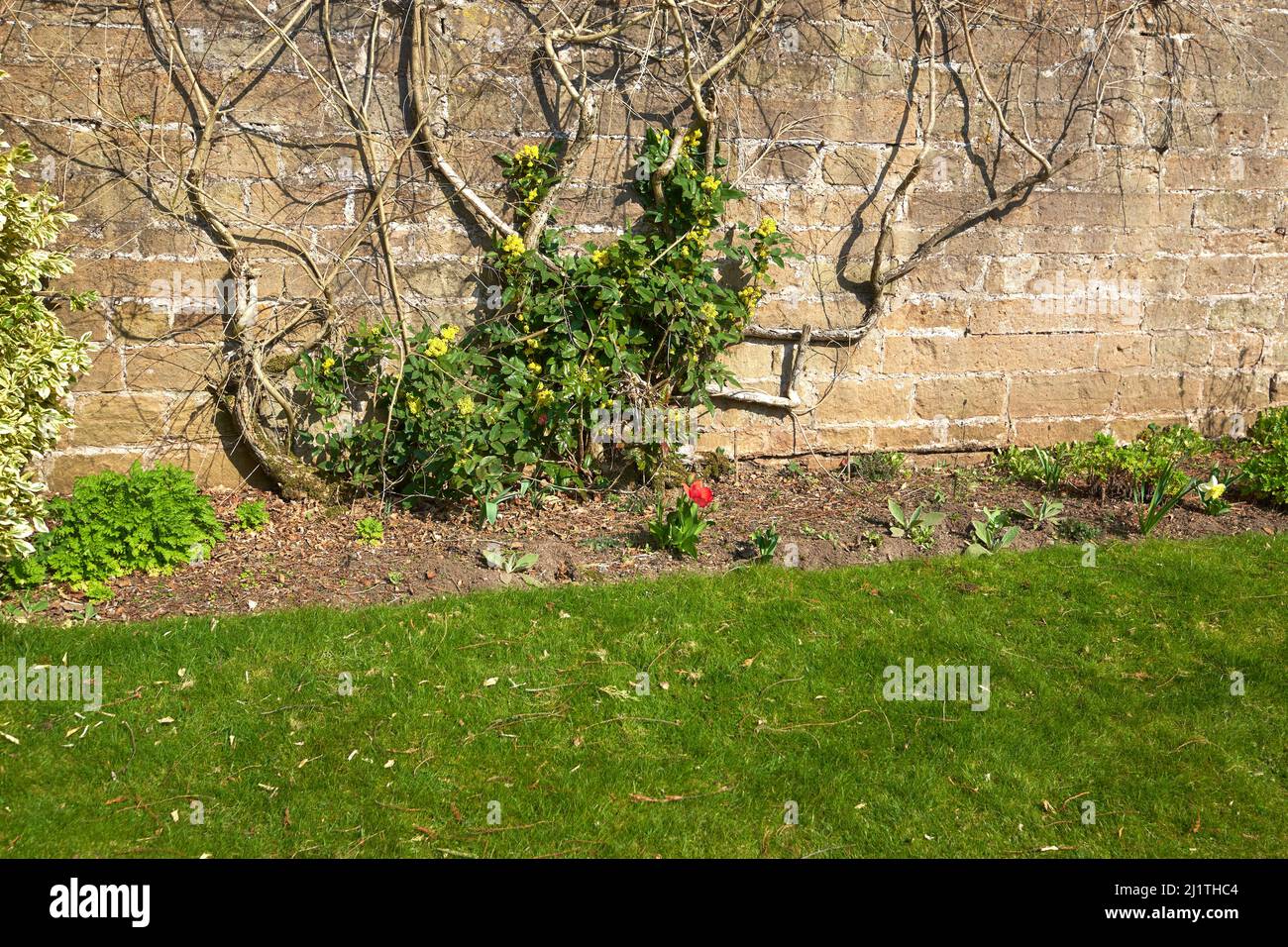 Creeper plant in a walled garden Stock Photo Alamy