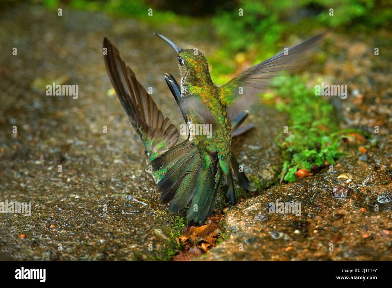 Hummingbird fight. Many-spotted hummingbird, Taphrospilus hypostictus, beautiful bird with crest, mating in the green tropic forest, Sumaco, Ecuador. Stock Photo