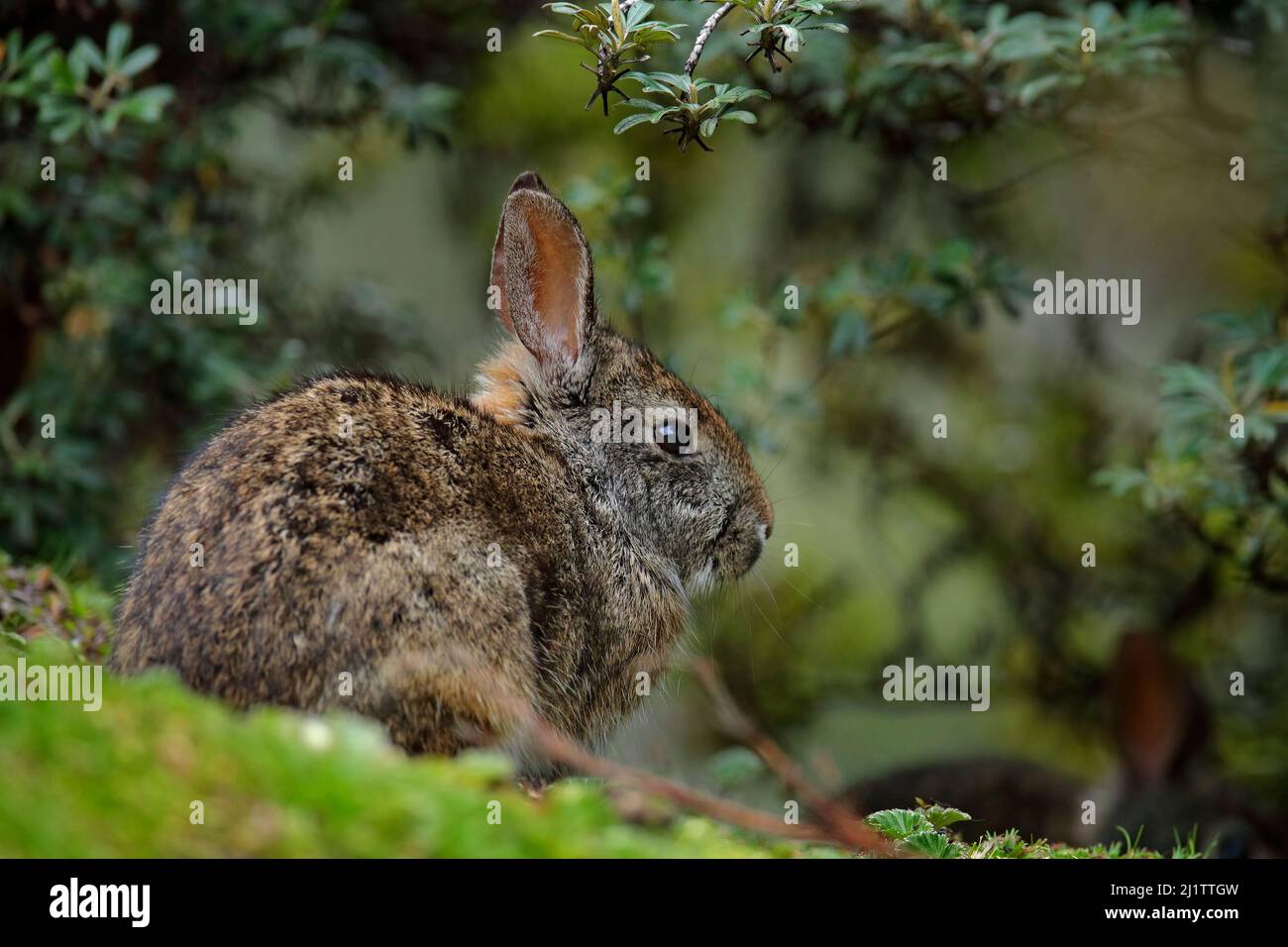 Sylvilagus brasiliensis, small cute rabbit from high-altitude Andes slopes, Antisana NP, Ecuador. Hare in the nature habitat, animal hidden in green v Stock Photo