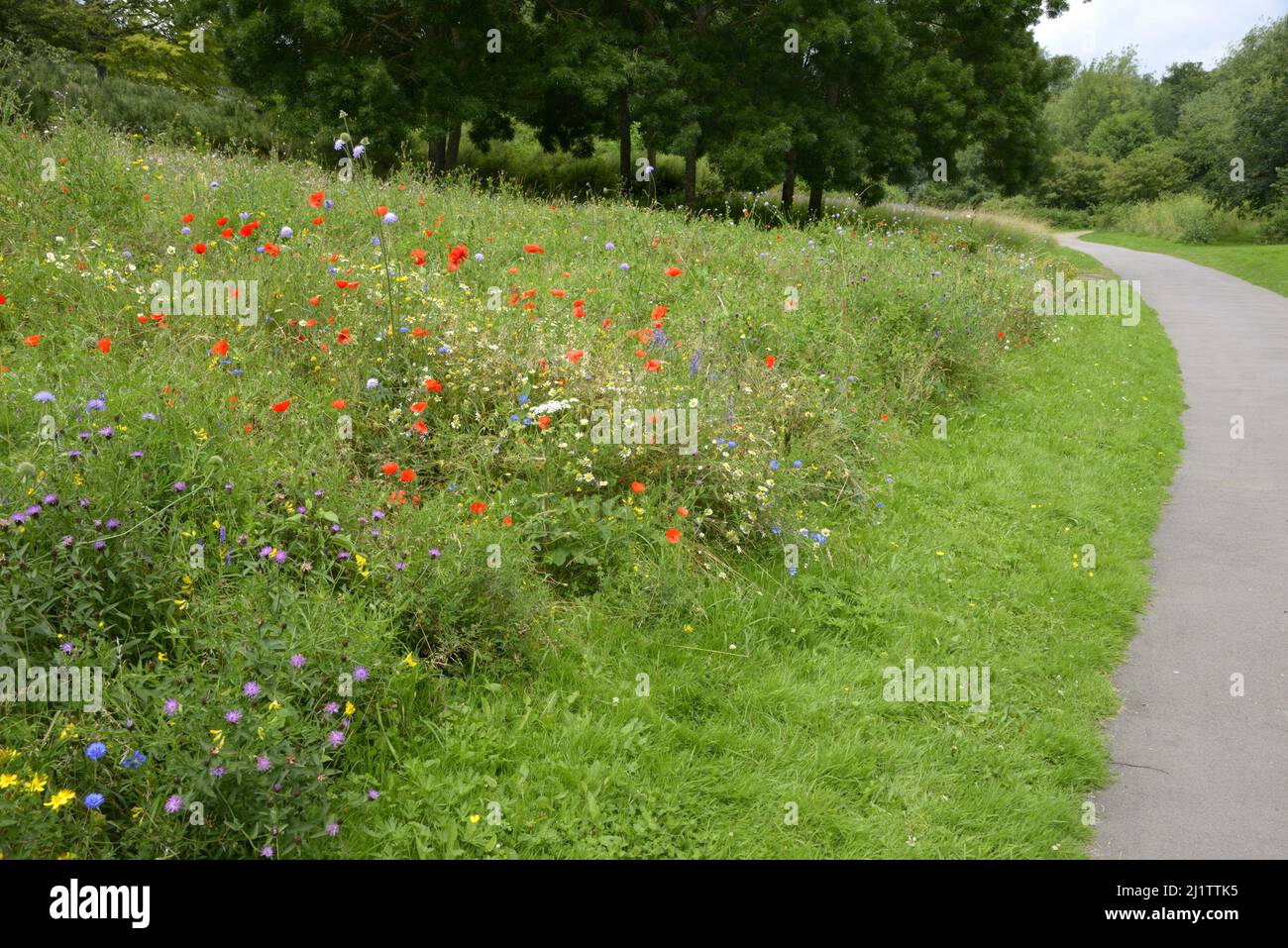 Wild flower meadow with red poppies, daisies and cornflowers, July: Watman park, Maidstone, Kent, UK. Stock Photo