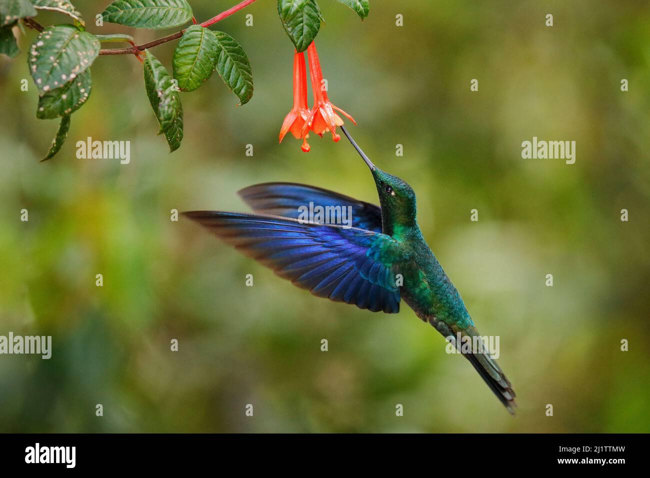 Ecuador wildlife. Great sapphirewing, Pterophanes cyanopterus, big blue hummingbird, Yanacocha, Pichincha in Ecuador. Bird sucking nectar from red flo Stock Photo