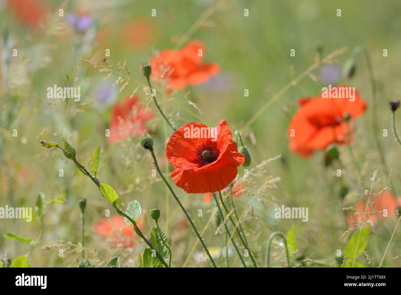 Cornflower daisies poppies hi-res stock photography and