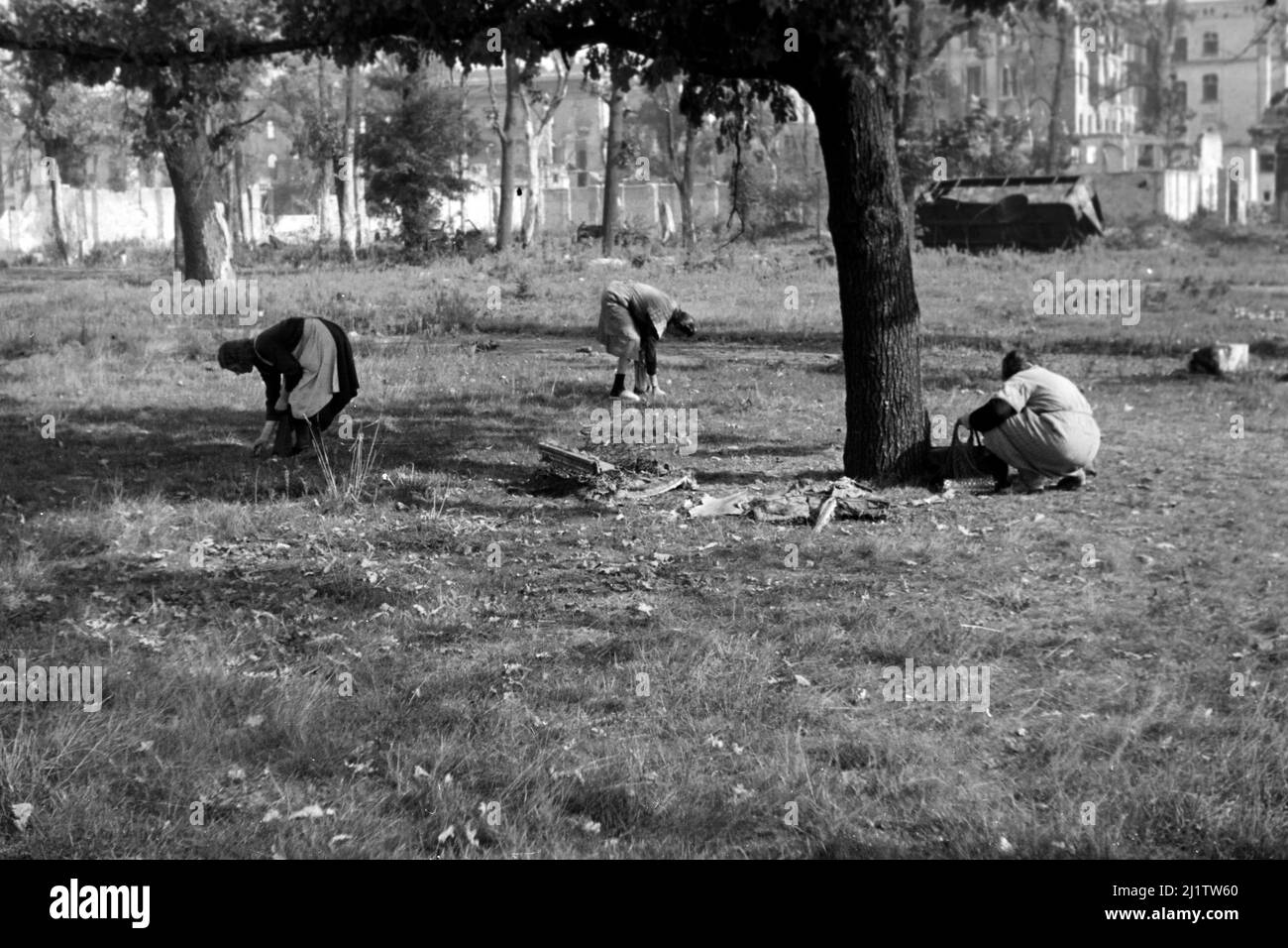Frauen beim Sammeln von Eicheln im Garten der Neuen Reichskanzlei, 1946