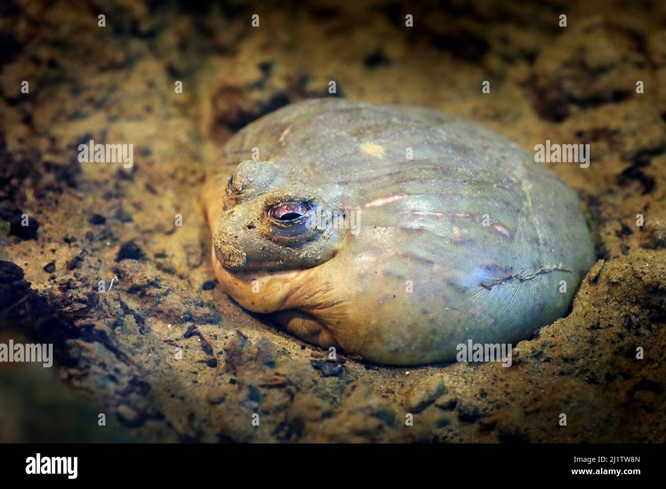 African bullfrog, Pyxicephalus adspersus, frog in the mud clay in the nature tropic forest in Angola. Big frog in the habitat. Africe wildlife. Stock Photo