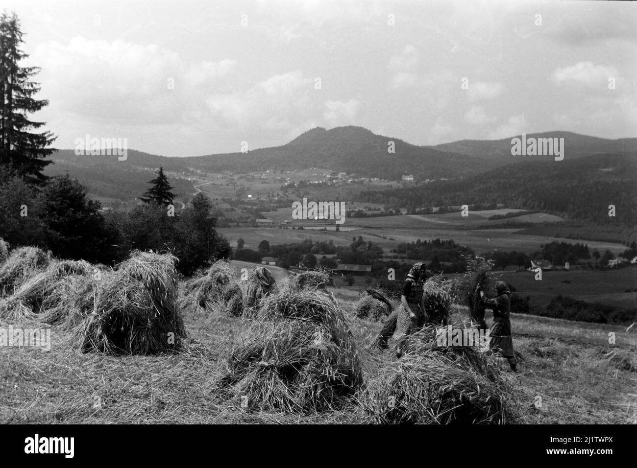 Blick auf Feldarbeiterinnen und den Bayrischen Wald, 1965. View of field workers and the Bavarian Forest, 1965. Stock Photo