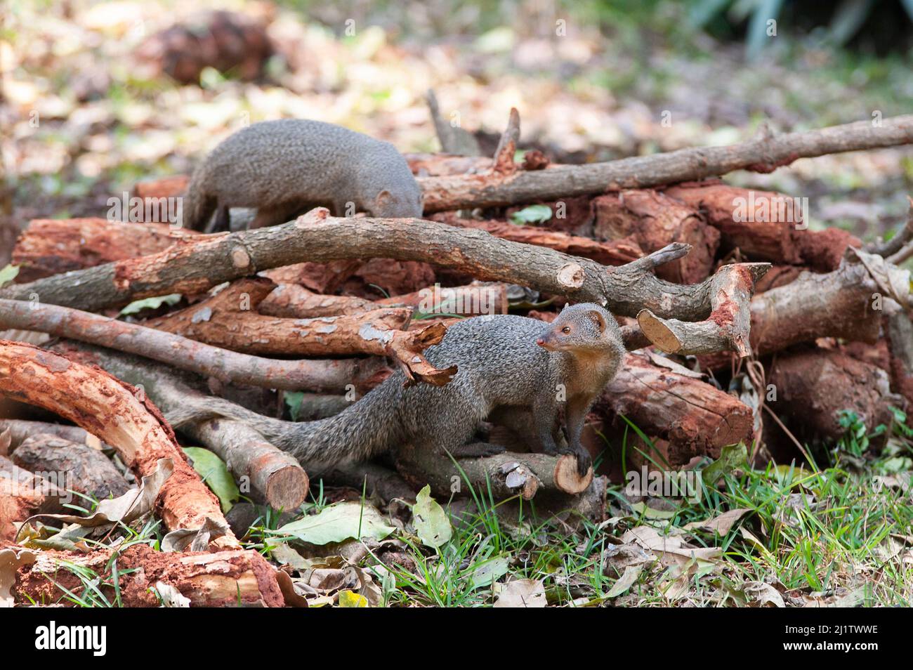 Tamil Nadu, India - March 2022: Indian gray mongooses in a house garden. Stock Photo