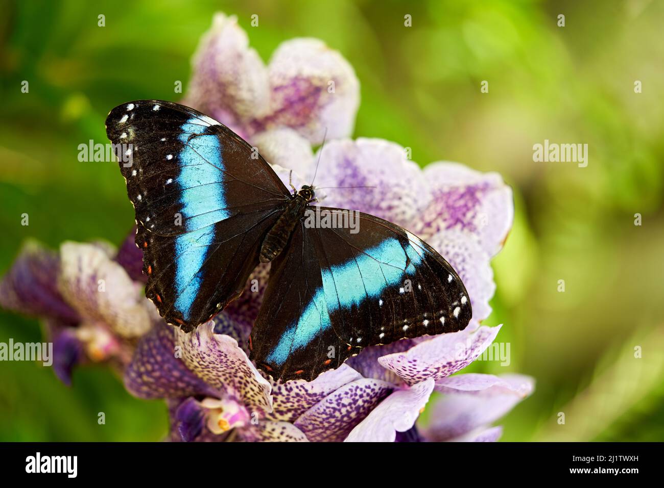 Morpho achilles, big black blue butterfly sitting on the pink violet orchid in the nature habitat, tropic jungle forest in Colombia. Achilles morpho o Stock Photo