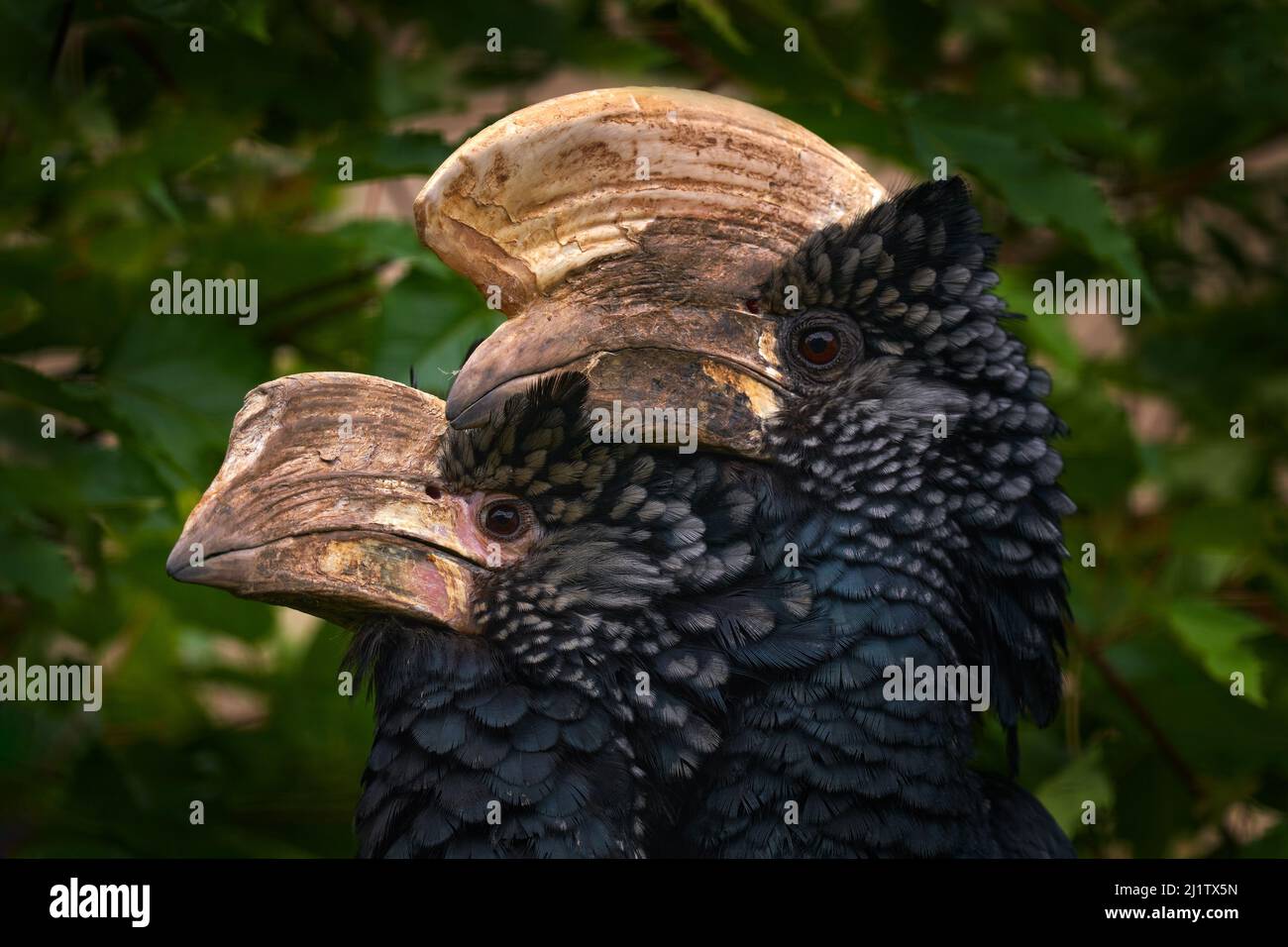 Hornbill pair, male and female love. Silvery-cheeked hornbill, Bycanistes brevis, detail portrait of beautiful forest bird, Ethiopia. Hornbill in natu Stock Photo