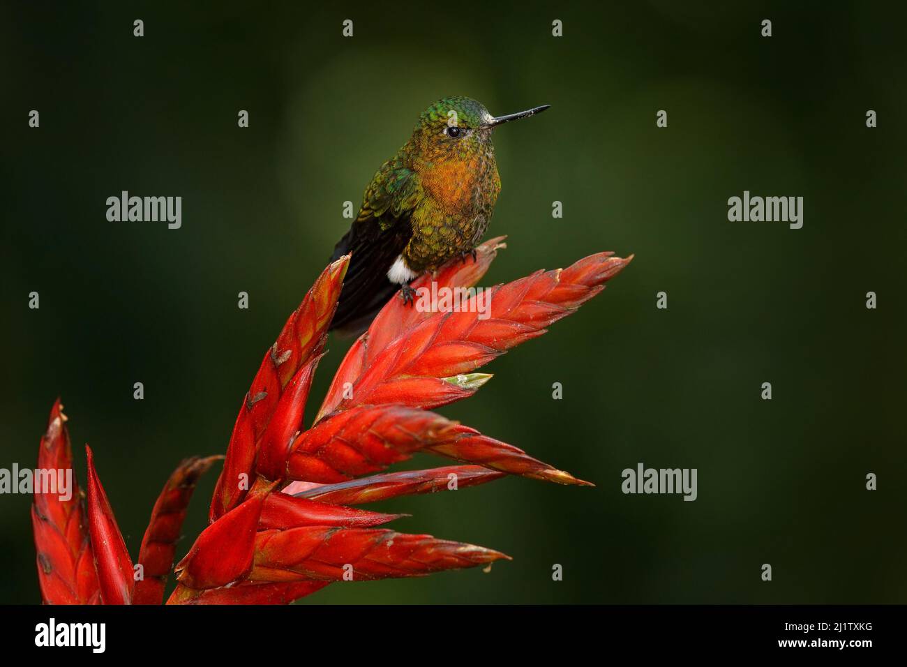 Golden-breasted puffleg, Eriocnemis mosquera, hummingbird on red flower bloom in the dar tropic forest, Yanacocha in Ecuador. Shiny bird in the nature Stock Photo