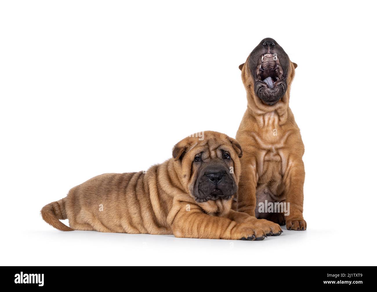 Two adorable Shar-pei dog puppies, sitting  and laying next to each other. One looking straight to the camera, the other one mouth wide open yawning s Stock Photo