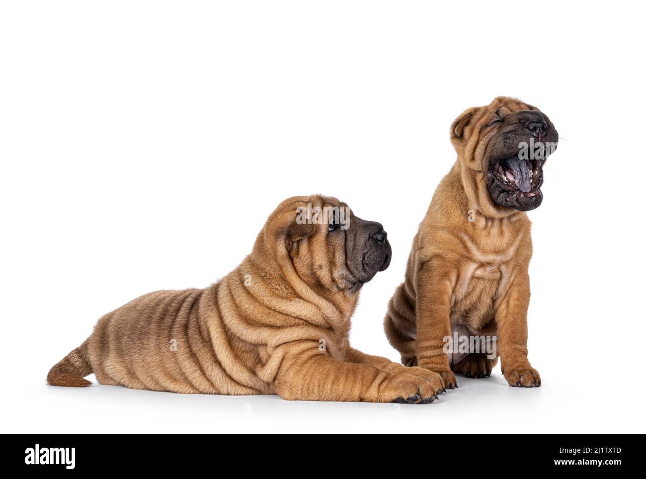 Two adorable Shar-pei dog puppies, sitting  and laying next to each other. One mouth wide open yawning showing the typical blue black tongue. The othe Stock Photo